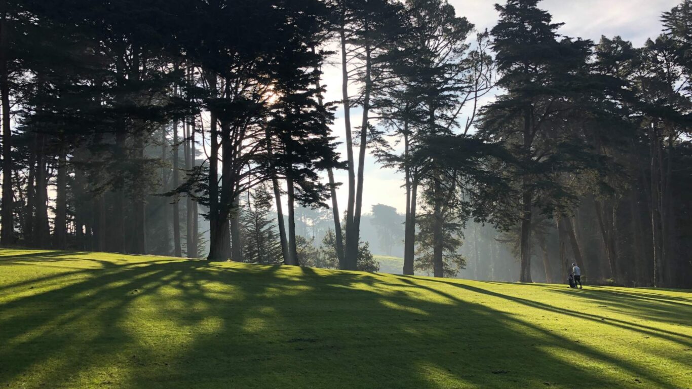 Sunlight filters through tall trees, casting long shadows on a grassy field, with a person in the distance.